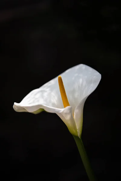 Schöne Calla Lilienblüte Garten Dharamshala — Stockfoto