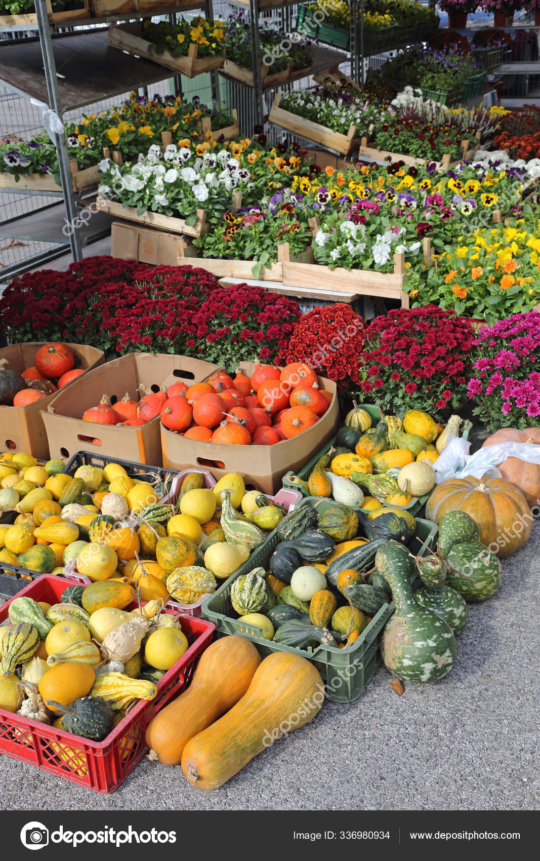 Pumpkins Squash Vegetables Plant Food Stock Photo by