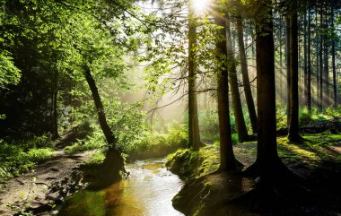 Beautiful sunrise in a misty forest with sunbeams shining through the trees clipart