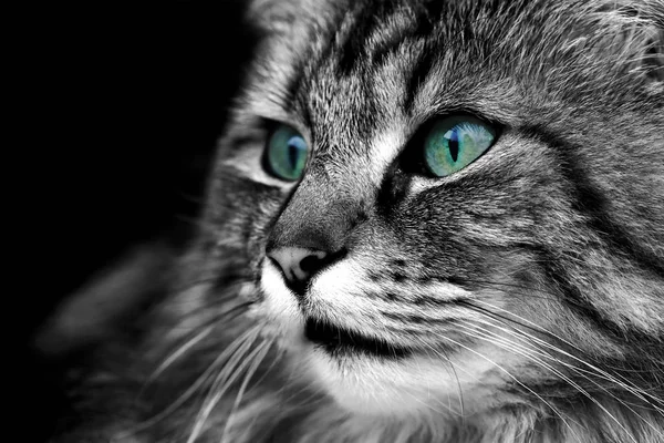 Detailní Záběr Krásné Hnědé Norské Lesní Kočky — Stock fotografie