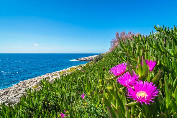 Pequenas Flores Carpobrotus Chilensis Rosa Que Crescem Costa Rochosa Porto — Fotografia de Stock