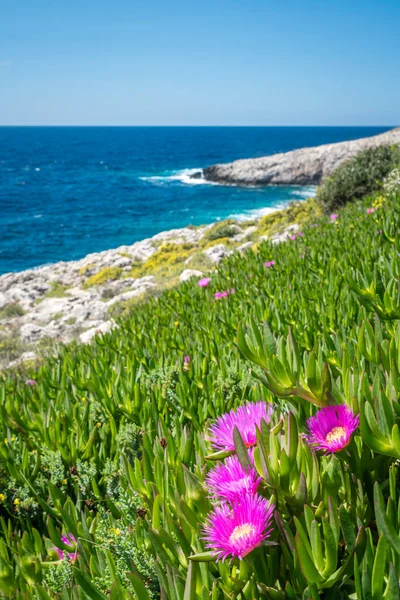 Pequenas Flores Carpobrotus Chilensis Rosa Que Crescem Costa Rochosa Porto — Fotografia de Stock