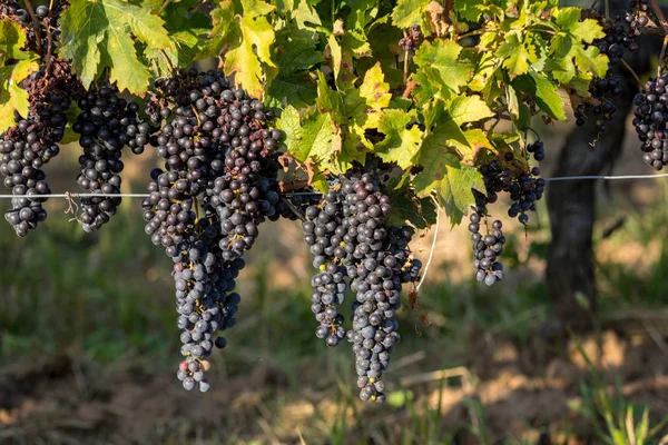Uvas Vinho Tinto Prontas Para Colheita Produção Vinho Saint Emilion — Fotografia de Stock