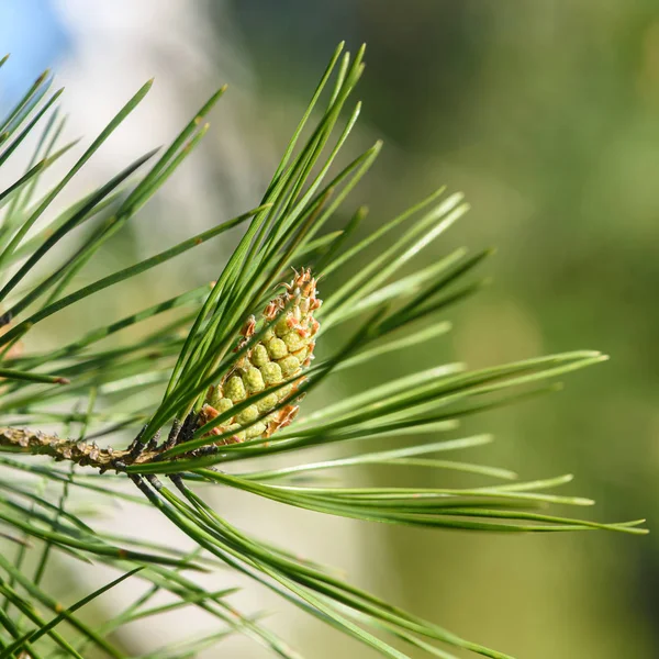 Jeune Cône Pin Sur Une Branche Gros Plan — Photo