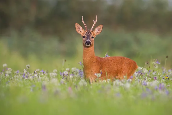 Rehwild Capreolus Capreolus Bockt Sommer Zwischen Den Blumen Der Natur — Stockfoto