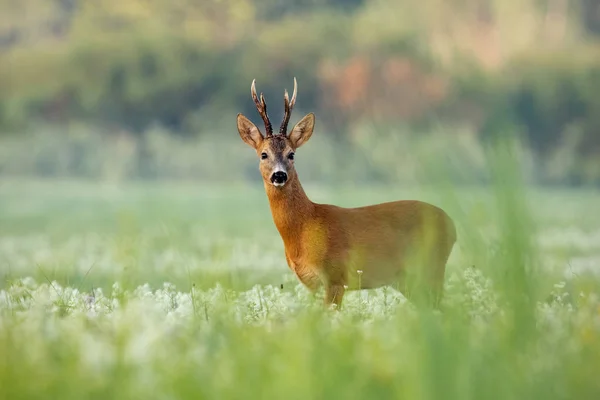 Cervos Ovinos Fortes Capreolus Capreolus Buck Com Chifres Escuros Prado — Fotografia de Stock