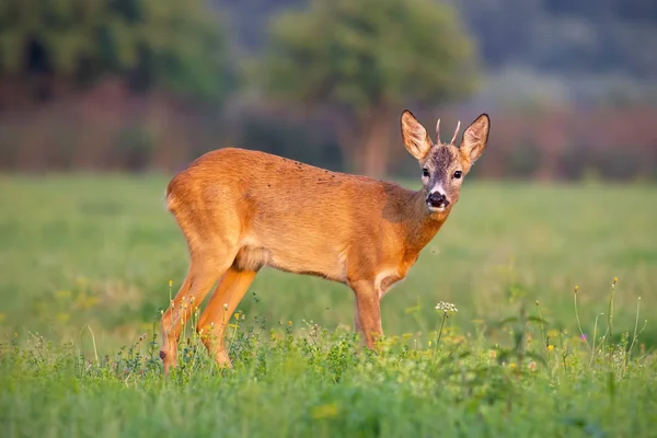 Giovane Capriolo Capreolo Capreolo Buck Estate Una Fresca Erba Verde — Foto Stock