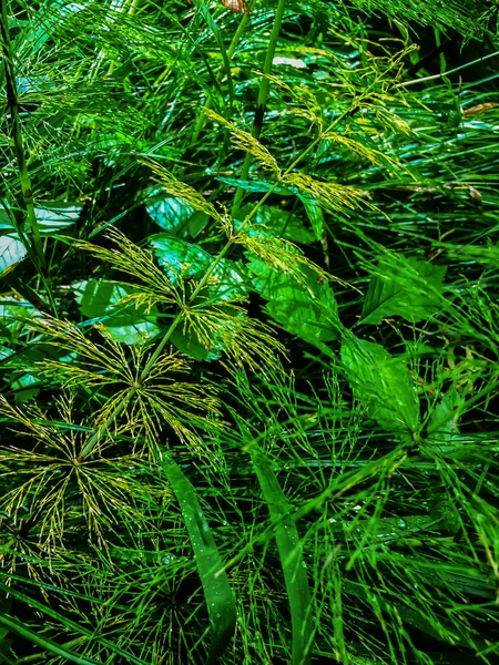 Зеленая Травяная Текстура Длинными Тонкими Травинками После Дождя Пышный Травяной — стоковое фото