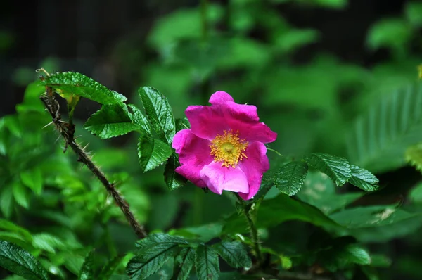 Schöne Botanische Aufnahme Natürliche Tapete — Stockfoto