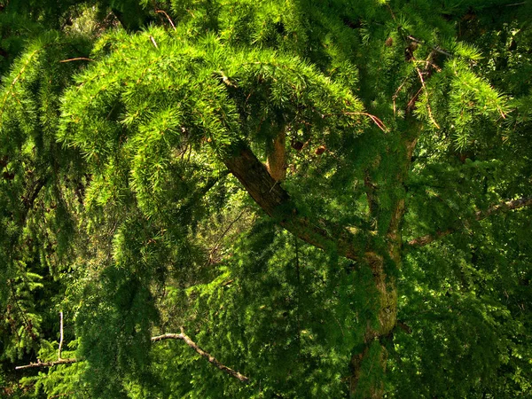 Дерево Міському Лісі Ейленід Ейн Ганновер — стокове фото