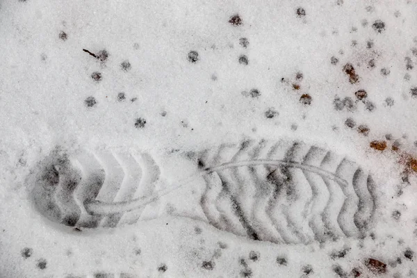 Foot Print Human Shoe White Snow — Stock Photo, Image