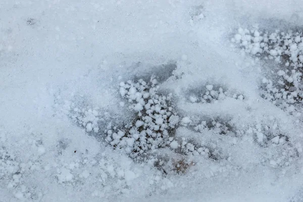 Fußabdruck Einer Art Raubtier Auf Dem Weißen Schnee — Stockfoto