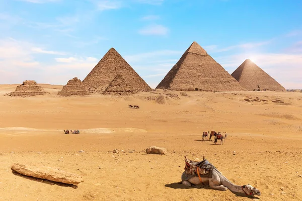 Pirâmides Gizé Camelos Deserto Egito — Fotografia de Stock