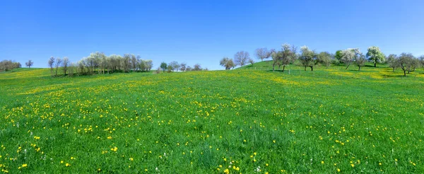 Panorama Grote Weide Met Gele Paardebloem Een Heuvel Met Bloeiende — Stockfoto