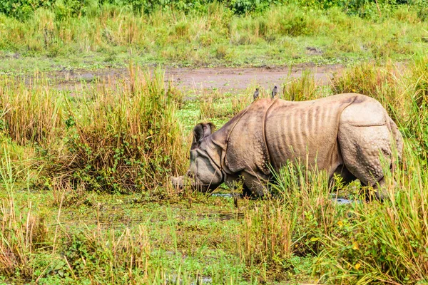 Νεαρός Μεγαλύτερος Μονόκερος Ρινόκερος Rhinoceros Unicornis Στο Εθνικό Πάρκο Chitwan — Φωτογραφία Αρχείου