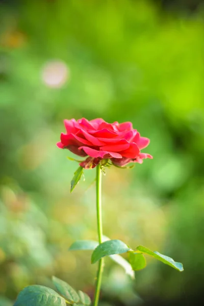Близько Красиво Багато Червоних Троянд Зеленій Гілці Роза Бутон Городі — стокове фото