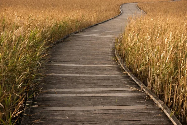 Pasarela Madera Que Pasa Través Hierba Color Dorado — Foto de Stock