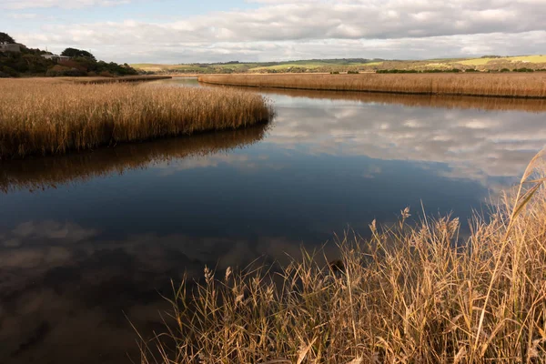 Rivier Met Gouden Kleur Gras Princetown Wetland Australia — Stockfoto