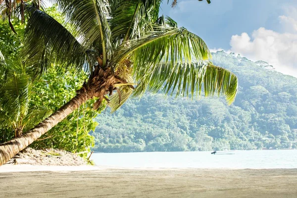 Coconut Trees Anse Royale Beach Mahe Island Seychelles — Stock Photo, Image