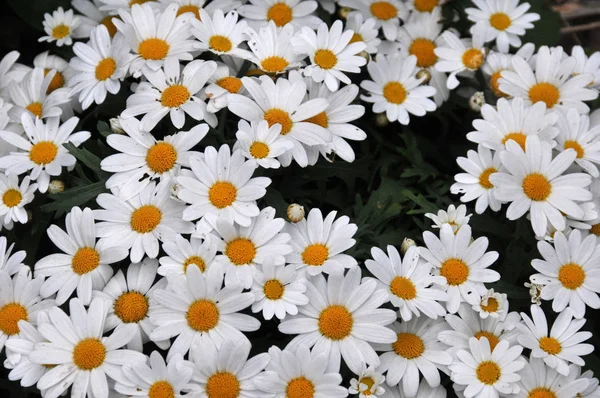 Stokrotki Kwiaty Polne Łące — Zdjęcie stockowe