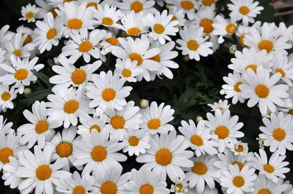 Prästkragar Fältblommor Äng — Stockfoto