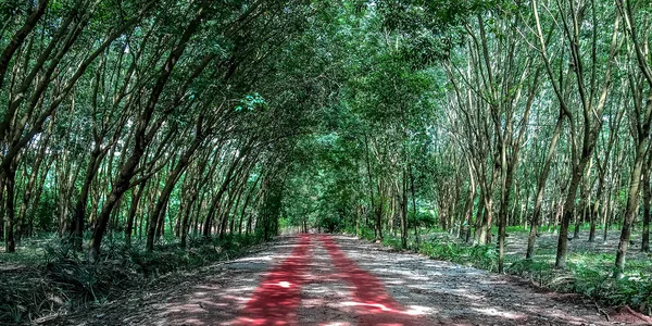 Uma Estrada Vermelha Terra Cortando Através Uma Floresta Tropical Tailândia — Fotografia de Stock