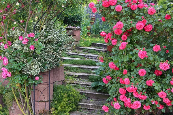 Сходи Трояндами Природному Саду — стокове фото