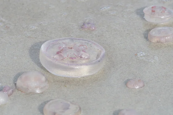 Méduses Mer Sous Marine Vie Marine Créature — Photo