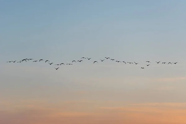 Aves Atardecer Que Vuelan Formación Sobre Mar — Foto de Stock