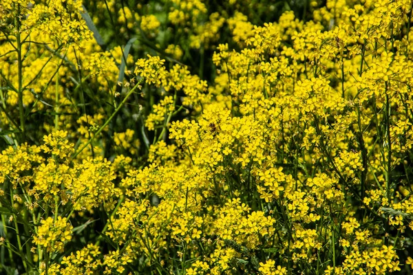 Färgstark Blomma Äng Sommar — Stockfoto