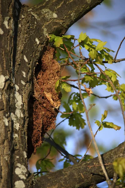 Nest Van Eiken Processie Spinner Een Eik Boom — Stockfoto