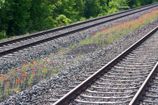 A flower meadow with poppies between the railroad tracks of a village train station...