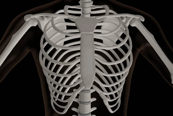 Rendering Bröstet Del Skelettet Brösthålan — Stockfoto