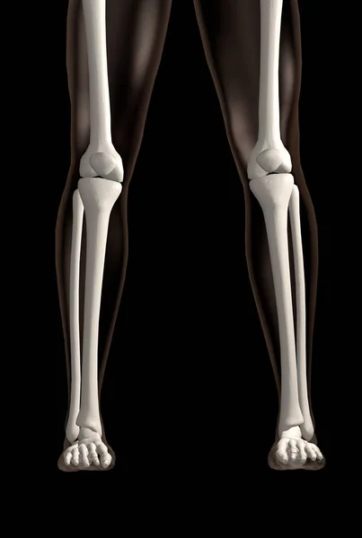 腿骨的3D渲染 在黑色背景上站立的位置 — 图库照片