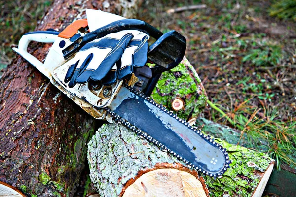 Worn Chainsaw Fresh Felled Tree — Stock Photo, Image