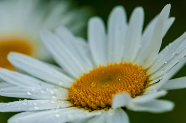 Dwa Duże Białe Kwiaty Leucanthemum Maximum Kroplami Deszczu Wiosną Łące — Zdjęcie stockowe