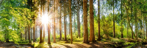 Schönes Waldpanorama Frühling Mit Heller Sonne Die Durch Die Bäume — Stockfoto