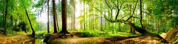 Magnifique Panorama Forestier Printemps Avec Soleil Éclatant Travers Les Arbres — Photo