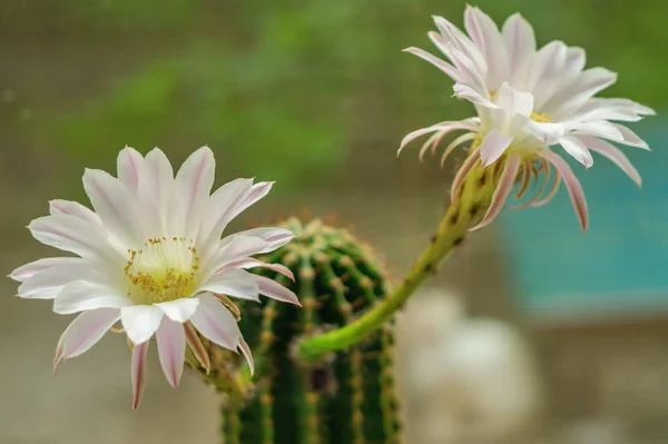 Deux Fleurs Sur Cactus Gros Plan — Photo