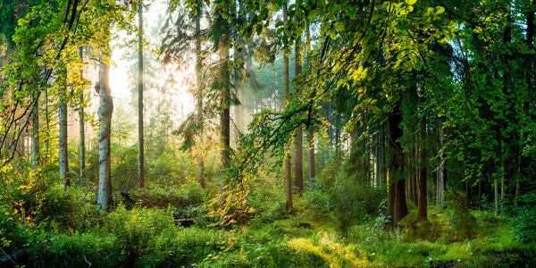 Krásný Les Jaře Jasným Sluncem Svítí Mezi Stromy — Stock fotografie