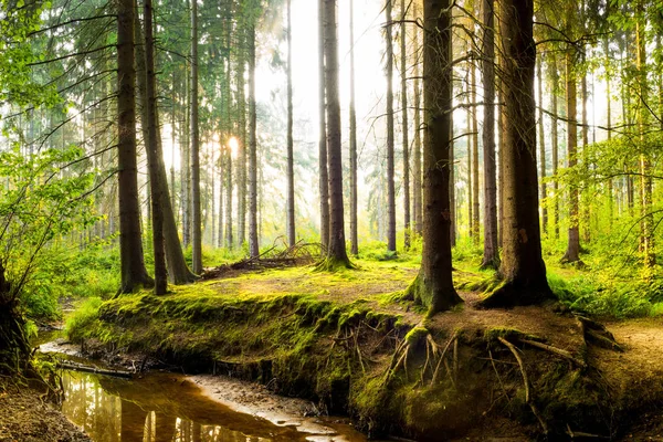 Hermoso Bosque Primavera Con Sol Brillante Brillando Través Los Árboles —  Fotos de Stock