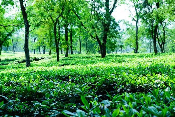 Tea Ültetvény Asam Indiában Teaültetvények Tájképe Tea Ültetvény Kék Égbolttal — Stock Fotó