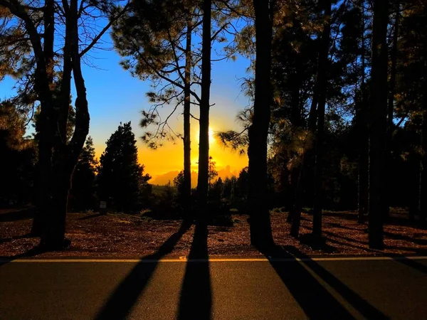 Sunset Pines — Stock Photo, Image