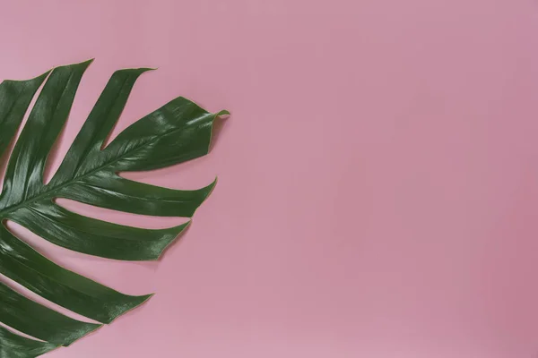 Grüne Zuckerrohrblätter Auf Rosa Hintergrund Mit Kopierplatz Für Text Einfügen — Stockfoto