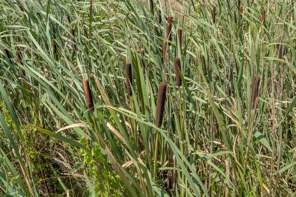 Pełna Ramka Zielony Cattail Roślinność Zbliżenie Widać Południowej Francji — Zdjęcie stockowe