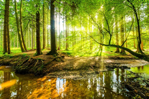Piękny Las Potokiem Jasnym Słońcem Świecącym Wśród Drzew — Zdjęcie stockowe