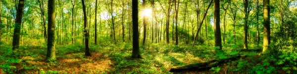 Magnifique Panorama Forestier Printemps Avec Soleil Éclatant Travers Les Arbres — Photo