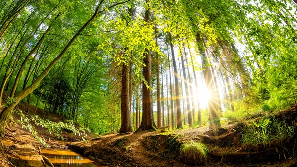 Hutan Indah Musim Panas Dengan Sinar Matahari Bersinar Melalui Pohon — Stok Foto