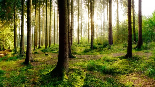 Schöner Wald Mit Heller Sonne Die Durch Die Bäume Scheint — Stockfoto
