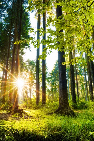 Belle Forêt Avec Soleil Éclatant Travers Les Arbres — Photo